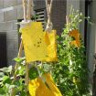 Stick Insect & Fruit Fly Trap Board - Double-Sided Yellow Melon - 6