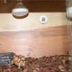 Digital Reptile Box Thermometer & Hygrometer - Black - 5