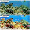 Insta360 ONE R 4K Purple Diving Color Lens Filter - 3