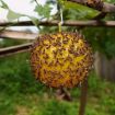 Outdoor Fruit Fly Mosquito Citrus Trap Sticky Ball - 5
