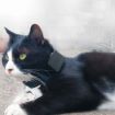 CJ230 Pet Locator GPS Mini Locator - 7