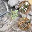 4-Tooth Dual Purpose Weed Remover Tool - 29cm Length - 3