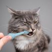 2pcs Cats And Dogs Silicone Toothbrush Set - Green - 8