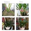 Intelligent Soil Moisture Meter for Gardens and Plants WN1803 - 6