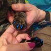 Black M 20 PCS Silicone Soft Cat Nail Caps/Pet Nail Protectors - 3