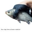Anti-Skid Stab-Resistant Fishing Gloves with Magnetic Buckles - 6