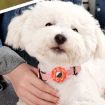 Brown Silicone Donut Pet Collar Cover for AirTag - Anti-scratch - 6