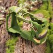PULUZ Camouflage Silicone Case for Sony ILCE-6300/A6400 - 4