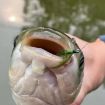 4pcs Box Imitation Aquatic Grass Fishing Hooks (4#) Grass Hooks - 5